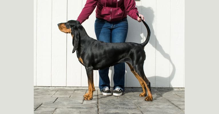 Lou, a Black and Tan Coonhound tested with EmbarkVet.com