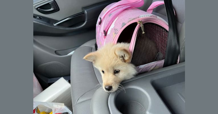 SunShim, a Japanese or Korean Village Dog tested with EmbarkVet.com