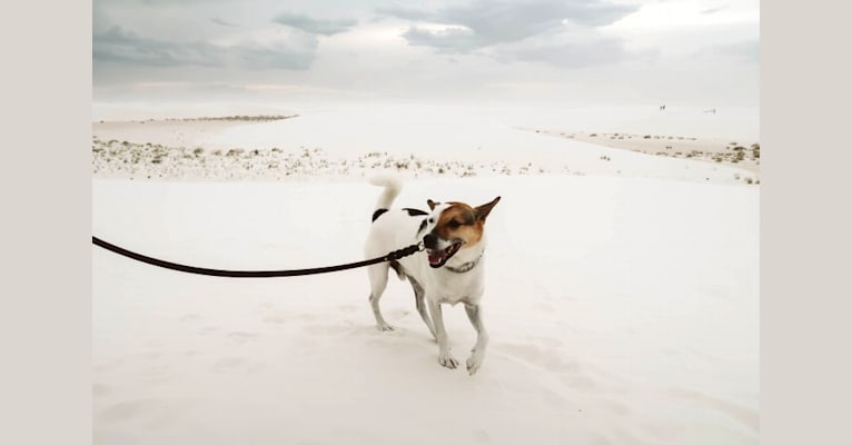 Rengar, a Norwegian Elkhound and Beagle mix tested with EmbarkVet.com
