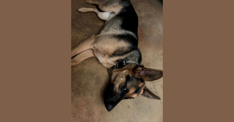 Photo of Bella, a German Shepherd Dog, Australian Cattle Dog, and Australian Shepherd mix in Placerville, California, USA