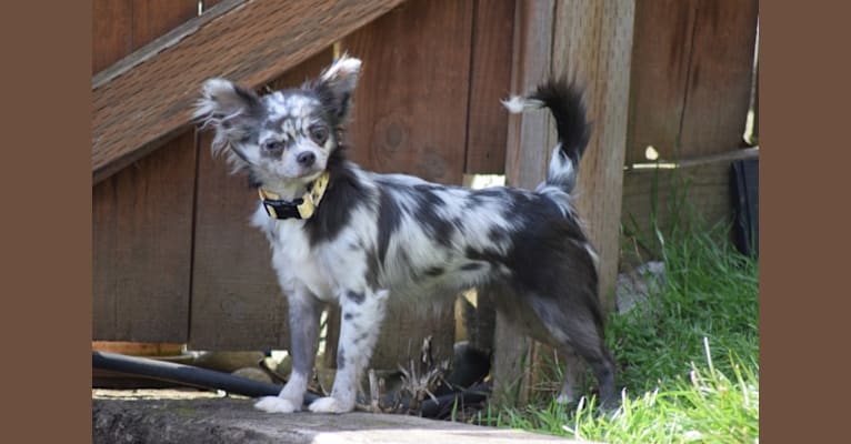 Photo of Laguna, a Chihuahua  in Oregon, USA