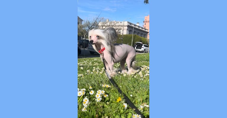 Flower, a Chinese Crested tested with EmbarkVet.com