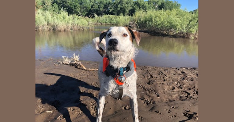 Sherlock, an Australian Cattle Dog and Poodle (Standard) mix tested with EmbarkVet.com