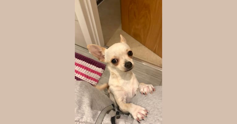 Gizmo, a Chihuahua tested with EmbarkVet.com