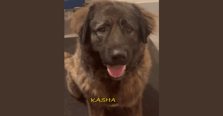 Kasha, a Caucasian Ovcharka tested with EmbarkVet.com