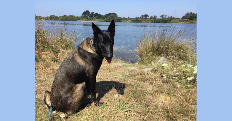 Shadow, a Belgian Shepherd tested with EmbarkVet.com