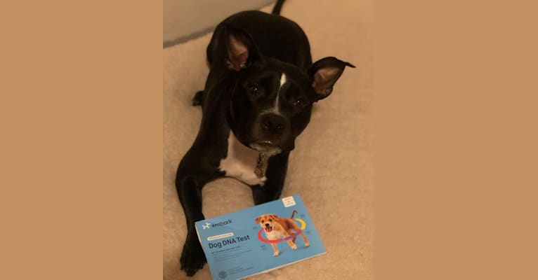 Mickey, an American Bully tested with EmbarkVet.com