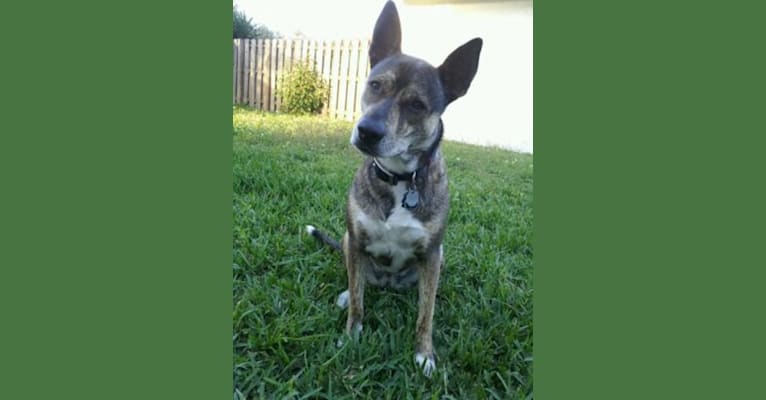 Photo of Ellie, an American Staffordshire Terrier, Chow Chow, Siberian Husky, German Shepherd Dog, and Mixed mix in Pembroke Pines, Florida, USA