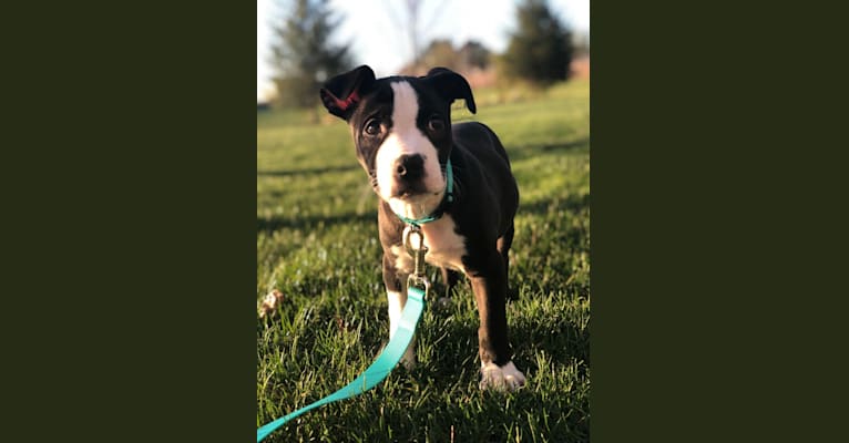 Photo of Ellie, an American Pit Bull Terrier and American Staffordshire Terrier mix in Indianapolis, IN, USA