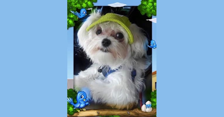 Jimmy, a Maltese tested with EmbarkVet.com