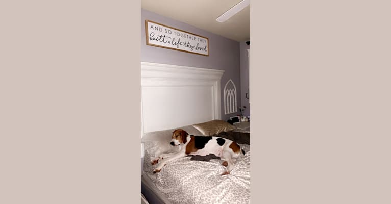 Luna, a Treeing Walker Coonhound tested with EmbarkVet.com