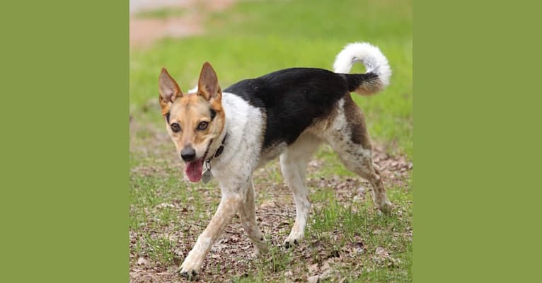 Briar, a German Shepherd Dog and Russell-type Terrier mix tested with EmbarkVet.com
