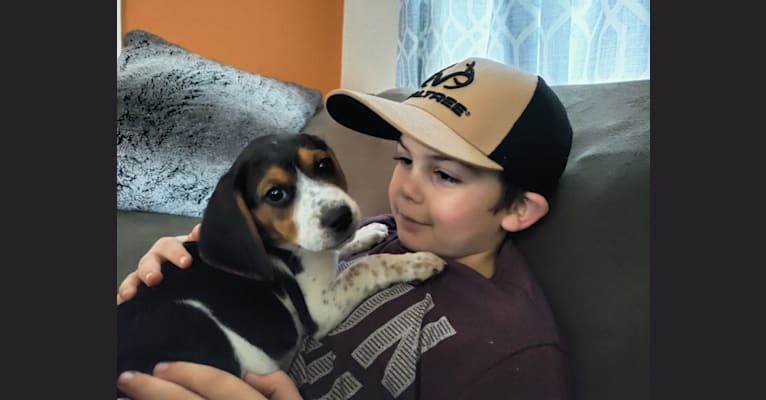 Cody, a Beagle tested with EmbarkVet.com