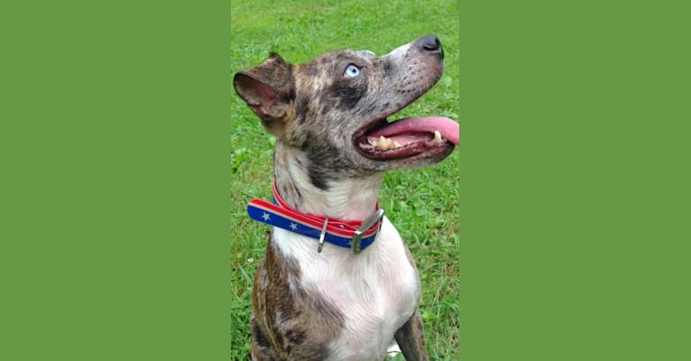 Hammer, a Boston Terrier and Australian Cattle Dog mix tested with EmbarkVet.com