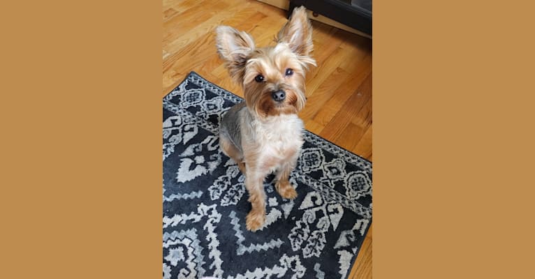 Charlie, a Yorkshire Terrier tested with EmbarkVet.com