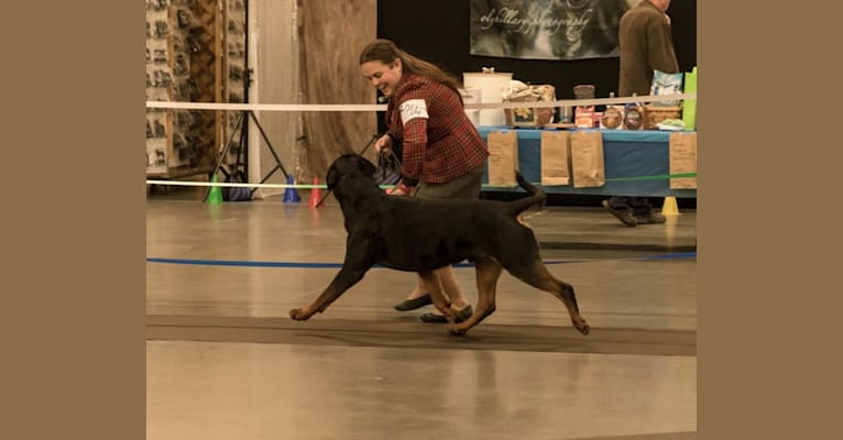 Burkhardt, a Rottweiler tested with EmbarkVet.com