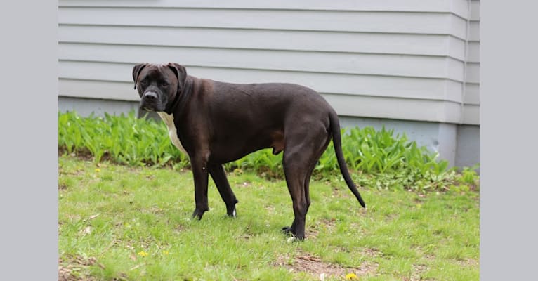 Roscoe, an American Pit Bull Terrier and Labrador Retriever mix tested with EmbarkVet.com
