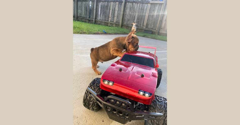 Tchoup, a French Bulldog tested with EmbarkVet.com