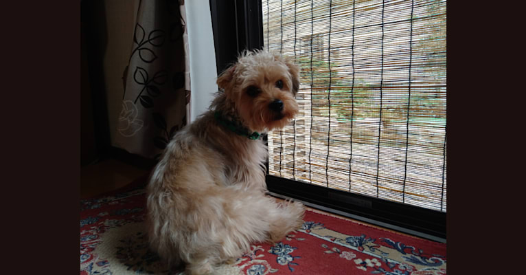 MAX, a Yorkshire Terrier and Shih Tzu mix tested with EmbarkVet.com