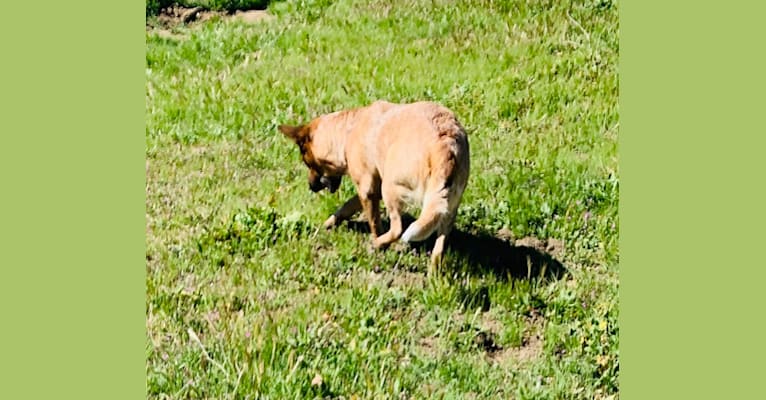 Lyosha, an Australian Cattle Dog tested with EmbarkVet.com