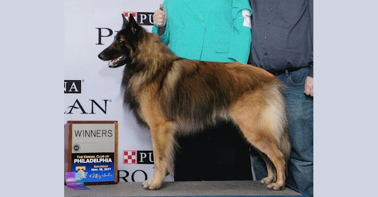 Niko, a Belgian Shepherd tested with EmbarkVet.com