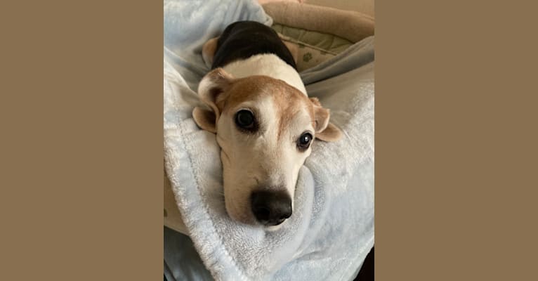 Edward, a Beagle and Russell-type Terrier mix tested with EmbarkVet.com