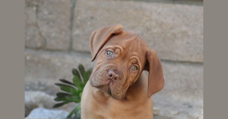 Rhett, a Dogue de Bordeaux tested with EmbarkVet.com