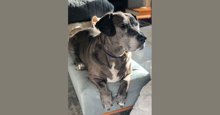 Simon, a Great Dane and Pembroke Welsh Corgi mix tested with EmbarkVet.com