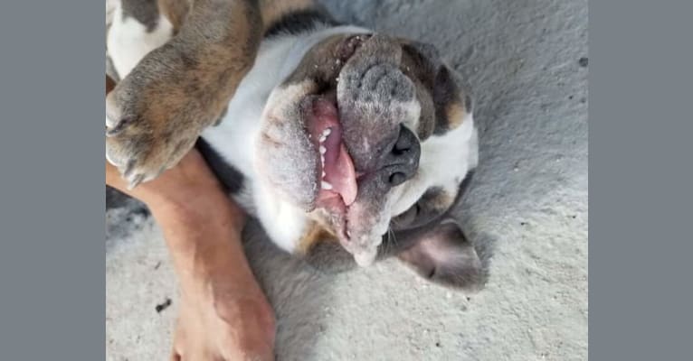 Photo of Soldado, a Bulldog  in Mexico City, Mexico