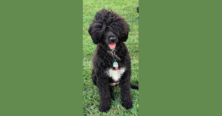 Nyx, a Portuguese Water Dog tested with EmbarkVet.com