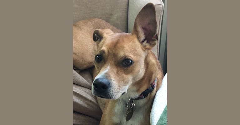 Photo of Watson, a Boston Terrier, Chihuahua, German Shepherd Dog, and Pug mix in Georgia, USA