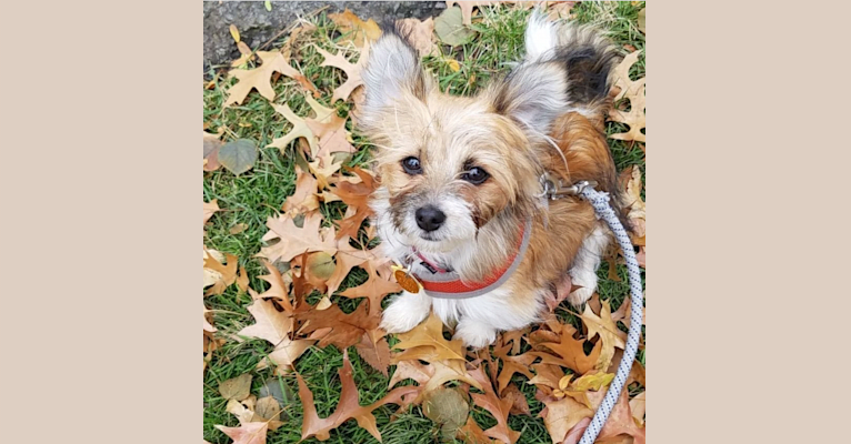 Ruby, a Havanese and Yorkshire Terrier mix tested with EmbarkVet.com