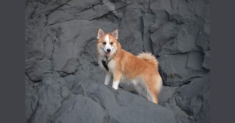Stark, an Icelandic Sheepdog tested with EmbarkVet.com