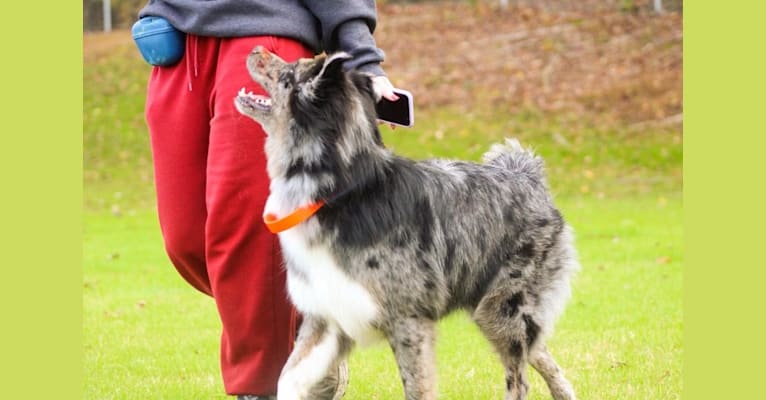 Dakota, an Australian Shepherd Group tested with EmbarkVet.com