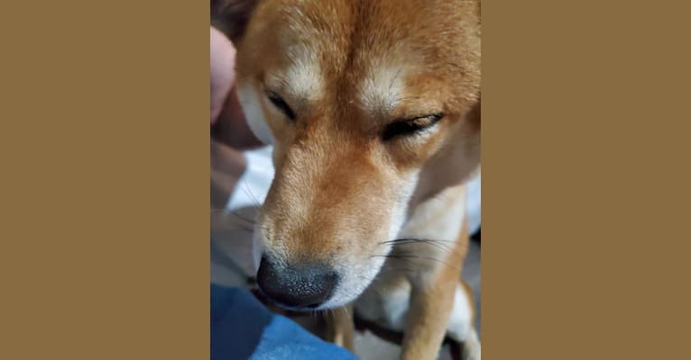 Noko, a Shiba Inu tested with EmbarkVet.com