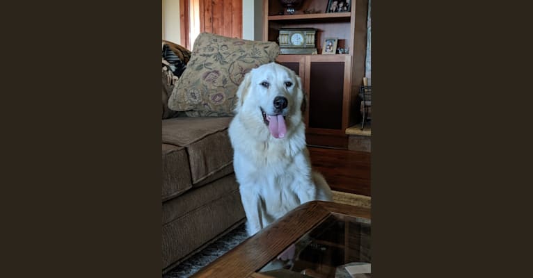 Teddy, a Great Pyrenees and Anatolian Shepherd Dog mix tested with EmbarkVet.com
