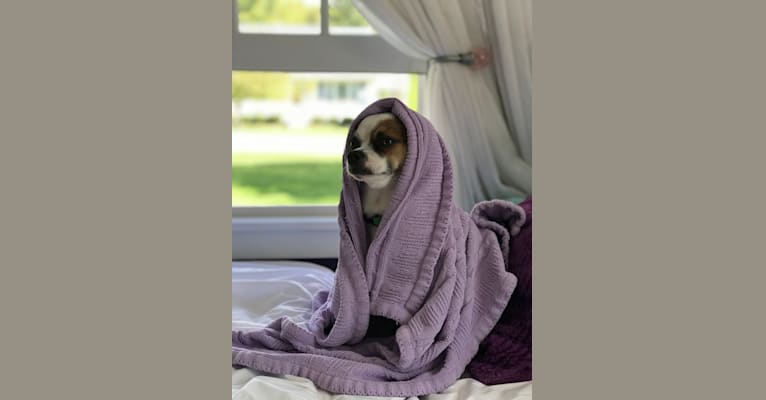 Oliver AKA Ollie (preferred), a Chihuahua tested with EmbarkVet.com