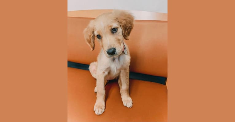 Emmie, a Golden Retriever tested with EmbarkVet.com