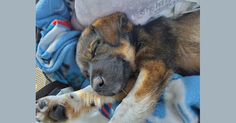 Chante, an American Village Dog tested with EmbarkVet.com