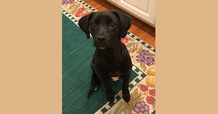 Luna, a Golden Retriever and Labrador Retriever mix tested with EmbarkVet.com