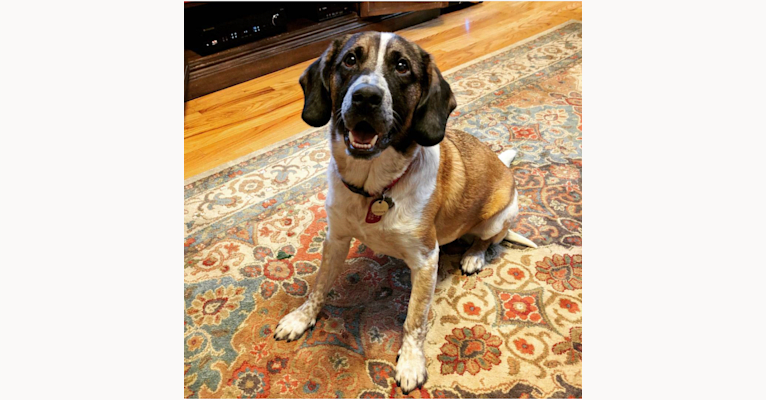 Cooper, a Beagle and Labrador Retriever mix tested with EmbarkVet.com