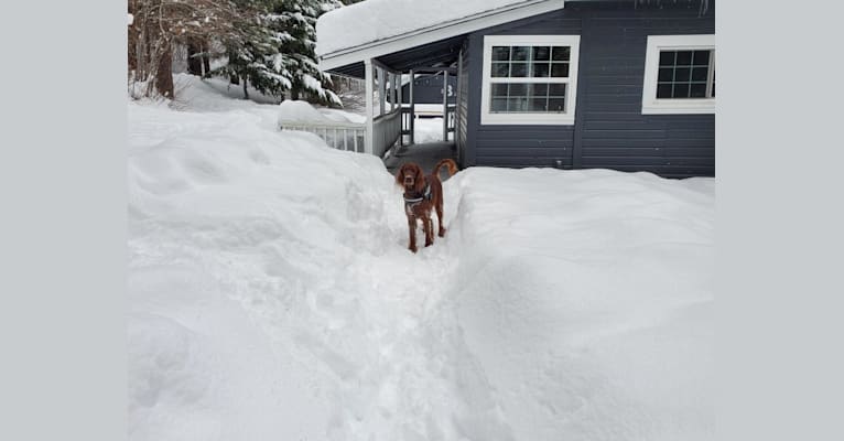 Tormund Giant's Bane, an Irish Setter tested with EmbarkVet.com