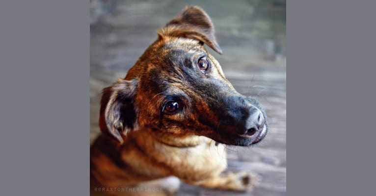 Braxton, a Catahoula Leopard Dog and Australian Cattle Dog mix tested with EmbarkVet.com