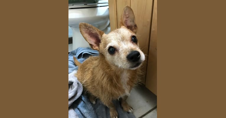 Oscar, a Yorkshire Terrier and Chihuahua mix tested with EmbarkVet.com