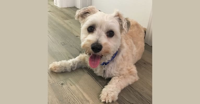 Teddy, a Yorkshire Terrier and Poodle (Small) mix tested with EmbarkVet.com