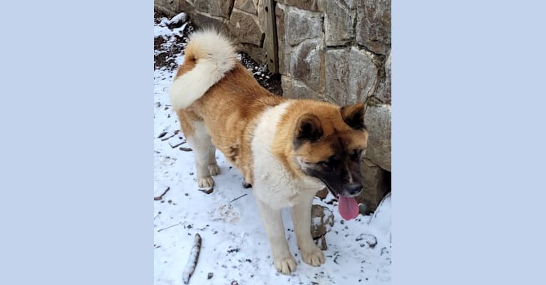 Geena, an Akita tested with EmbarkVet.com