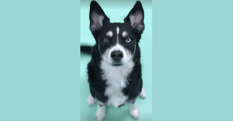 Artemis, a Siberian Husky and German Shepherd Dog mix tested with EmbarkVet.com