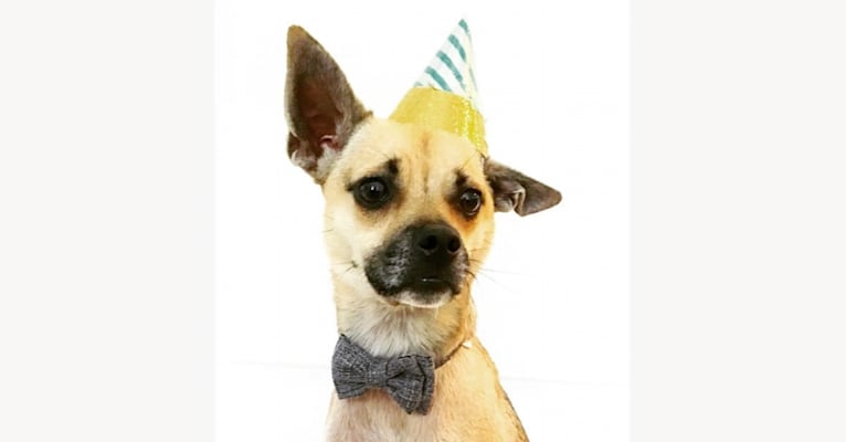 Photo of Abu, a Chihuahua and Pug mix in Los Angeles, CA, USA