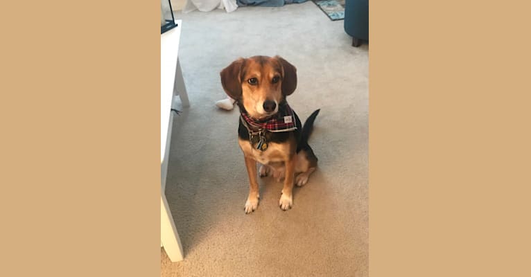 Rudy, a Beagle and Golden Retriever mix tested with EmbarkVet.com