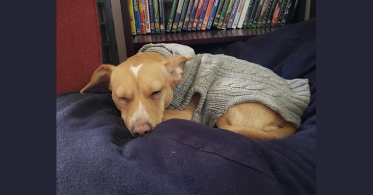 Marnie, a Chihuahua and Dachshund mix tested with EmbarkVet.com